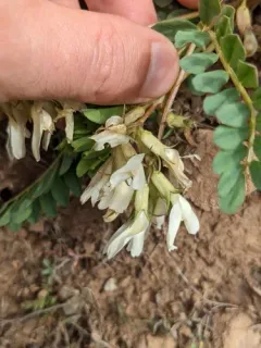 Snake Canyon Milkvetch thumbnail 3