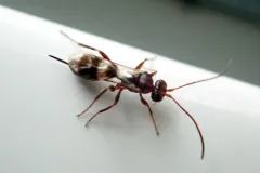 Gelis tenellus thumbnail 4