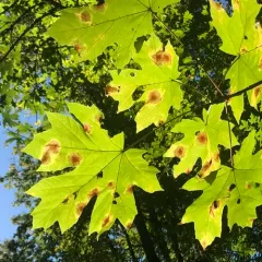 Speckled Tar Spot thumbnail 3
