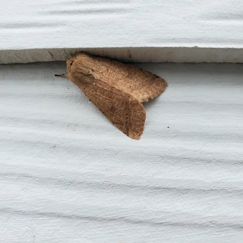Pacific Quaker