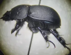 Opaque Earth-boring Beetle thumbnail 4