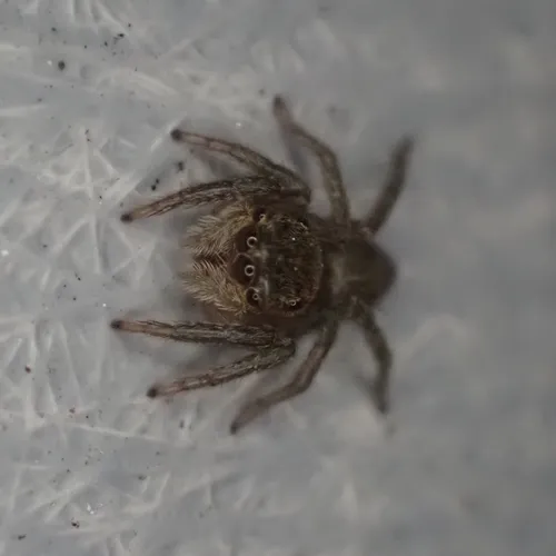 Adanson's House Jumper