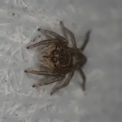 Adanson's House Jumper thumbnail 1