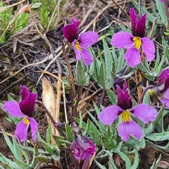 sagebrush violet thumbnail 4