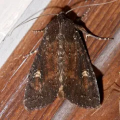 Doubtful Apamea Moth thumbnail 1