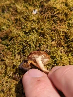 Mycena overholtsii thumbnail 2