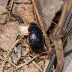 Cymbiodyta bifida thumbnail 2