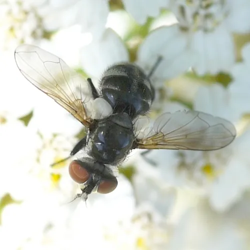 Gymnoclytia dubia