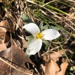 snow trillium thumbnail 3