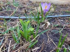 spring crocus thumbnail 4