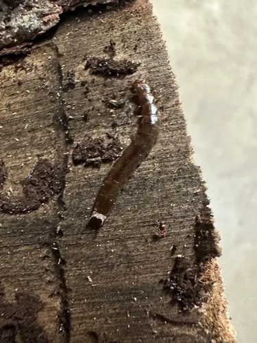 Boros unicolor