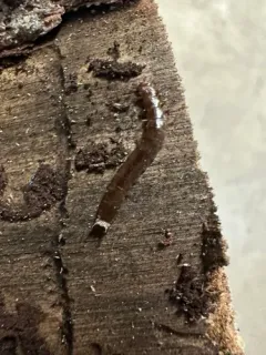 Boros unicolor thumbnail 1