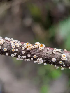 Capitotricha rubi thumbnail 1