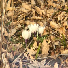 Spring Crocus thumbnail 3