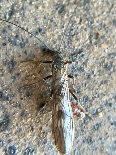 Mottled Willowfly