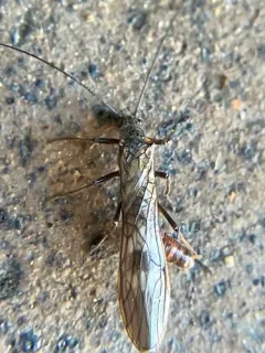 Mottled Willowfly thumbnail 1