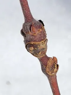Rabdophaga globosa thumbnail 2