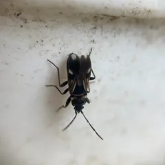 white-spotted groundbug thumbnail 4