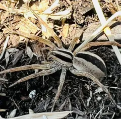 Dotted Wolf Spider thumbnail 3