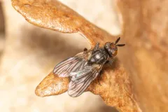 Bucephalina megacephala thumbnail 1
