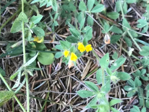 Hairy Bird's-foot-trefoil