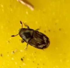 Eastern Ash Bark Beetle thumbnail 4
