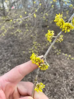 Korean cornel dogwood thumbnail 2