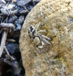 Habronattus coecatus thumbnail 4
