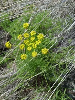 basalt desert parsley thumbnail 4