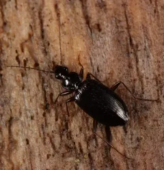 Platynus cincticollis thumbnail 3