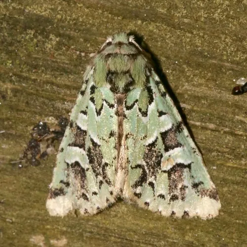 Comstock's Sallow