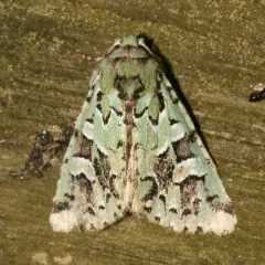 Comstock's Sallow thumbnail 1