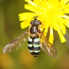 Black-legged Gossamer thumbnail 2