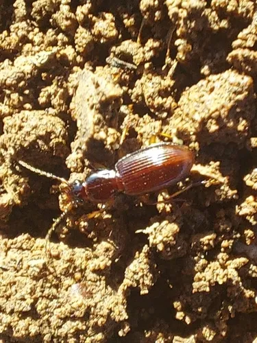 Longjaw Ground-beetle