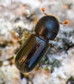 Polished Bark Beetle thumbnail 4