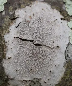 Pink-eyed White-rim thumbnail 2