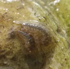 Gammarus mucronatus thumbnail 3
