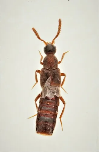 Calodera parviceps