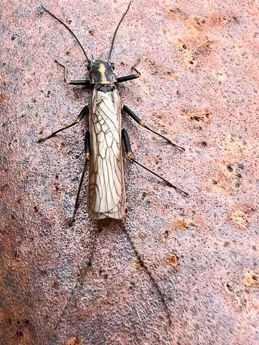 American Springfly