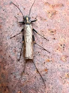 American Springfly thumbnail 1