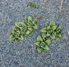 Seabeach Groundsel thumbnail 2