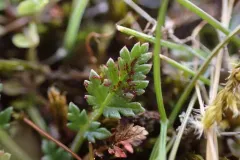 stork's-bill chytrid thumbnail 1