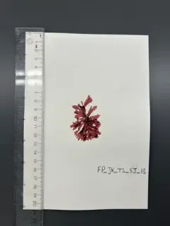 Membranoptera platyphylla thumbnail 3