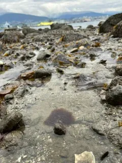 Scagelia pylaisaei thumbnail 1