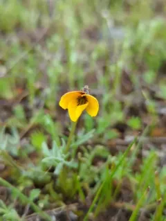 Douglas' violet thumbnail 3