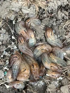 Striped Greenhouse Slug thumbnail 2