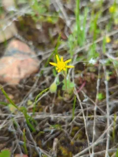 California goldfields thumbnail 2