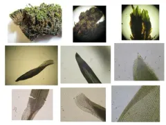 Inclined Twisted Moss thumbnail 2
