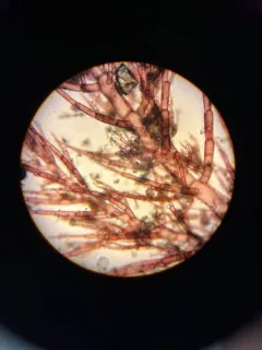 Hollenbergia subulata thumbnail 3