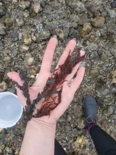 Hollenbergia subulata thumbnail 4